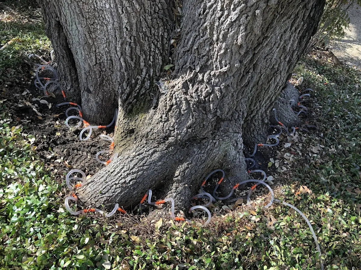 Detailed Tree Cabling and Bracing job site in Gallant