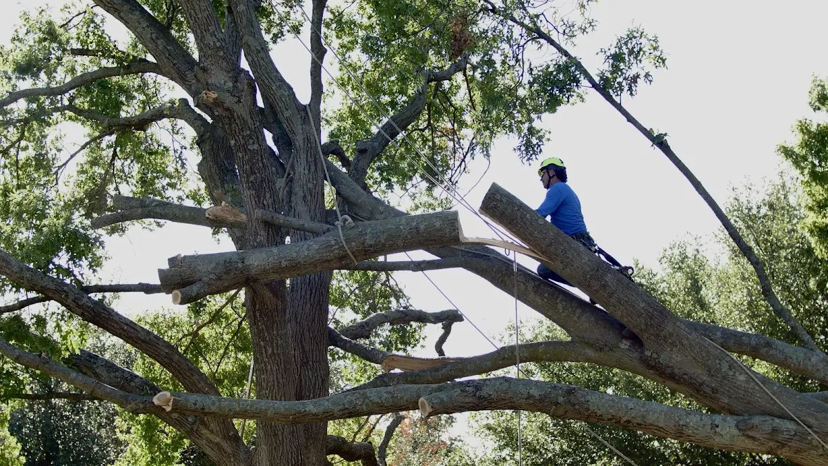 Professional Crown Thinning performed by certified arborists in Gallant